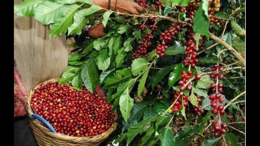 Colombia se alista para recoger cosecha cafetera de 7.5 millones de sacos Colombia se alista para recoger cosecha cafetera de 7.5 millones de sacos
