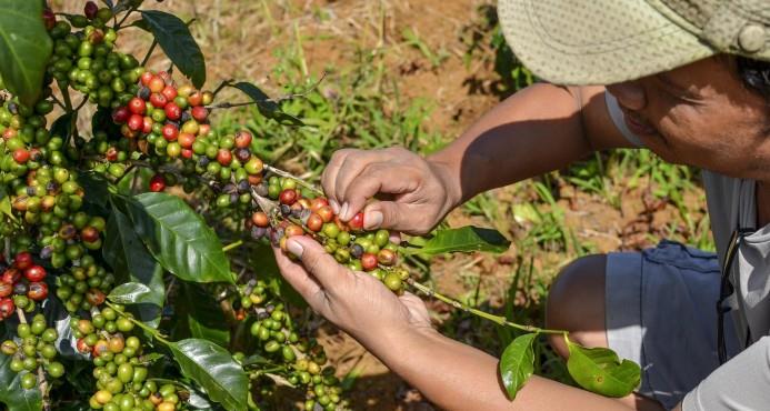 El reto del café: una sostenibilidad enfocada en lo social y económico
