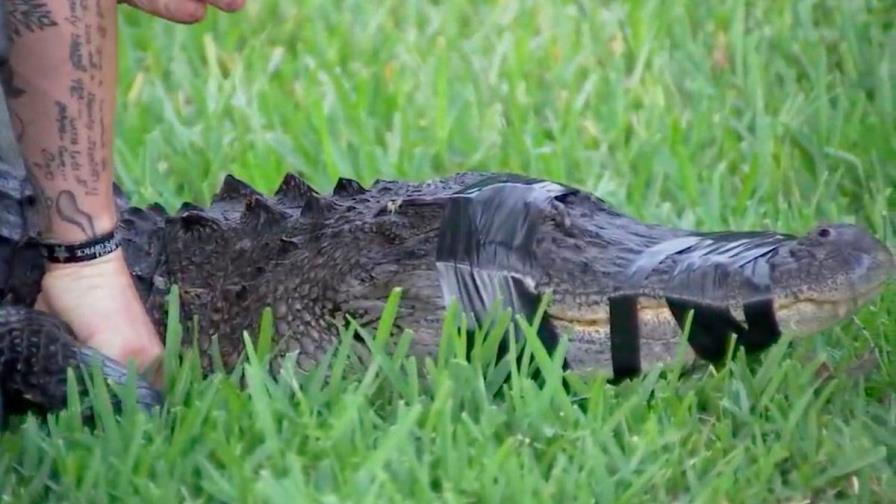 Caimán ataca a una mujer que paseaba con su perro cerca de un lago de Florida