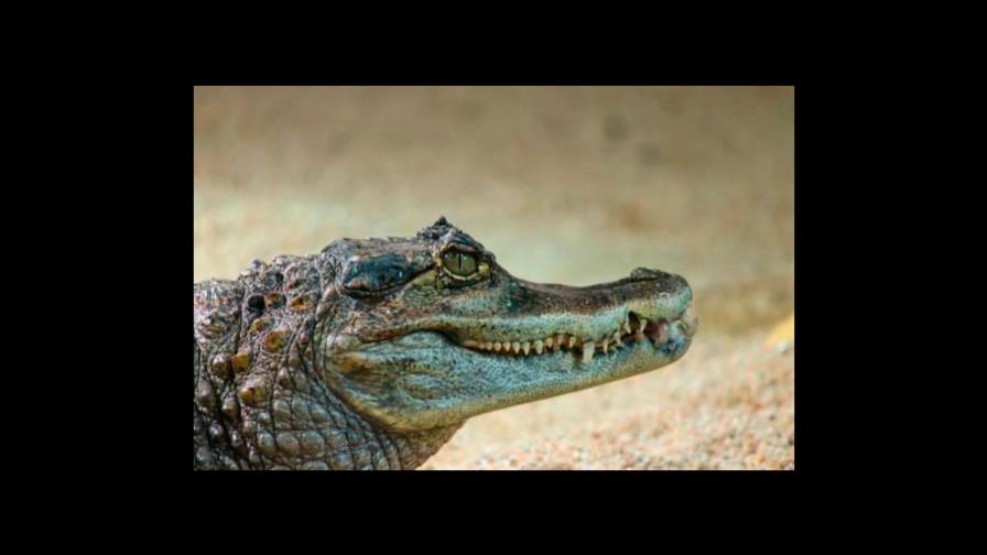 Capturan a caimán que se cree devoró a hombre en Nueva Orleans