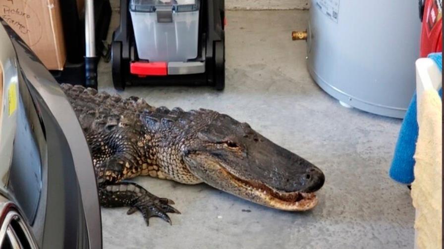 Un hombre de Florida encuentra un caimán de más de 2 metros en su garaje
