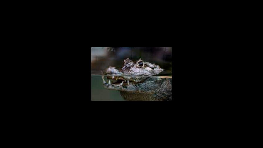 Una mujer desamparada  es herida de gravedad por un caimán en Florida