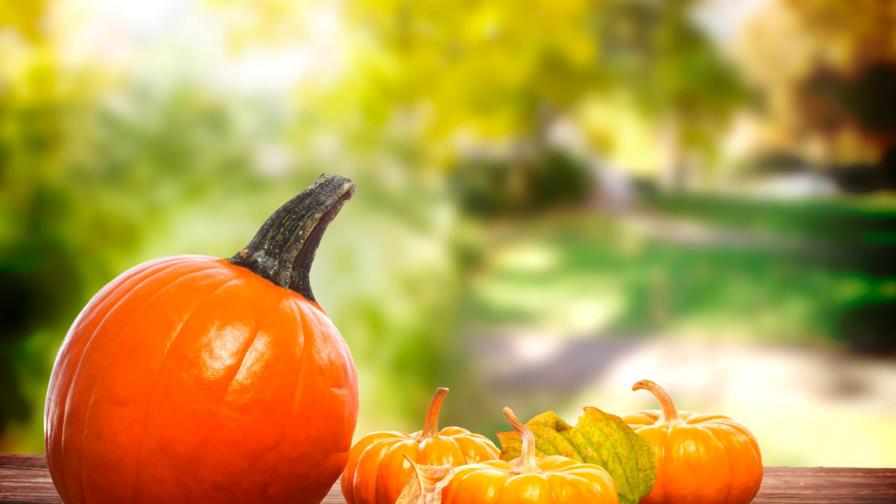 Calabaza, ¿conoces su versatilidad en la cocina?