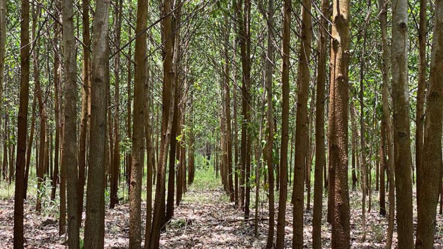 Piden al Gobierno reactivar el sector forestal