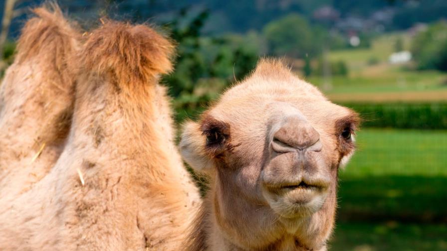 Australia sacrificará a miles de camellos salvajes que compiten por el agua