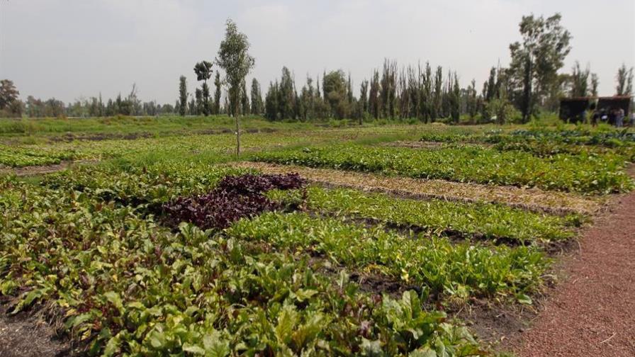 El campo mexicano busca reducir la dependencia de EE.UU. pese al T-MEC