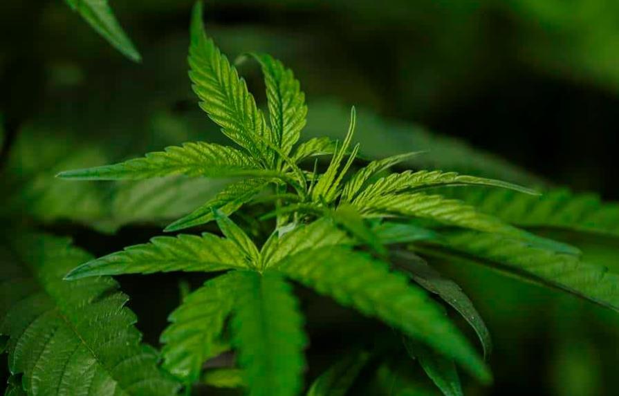 Panamá legaliza el uso medicinal y terapéutico del cannabis