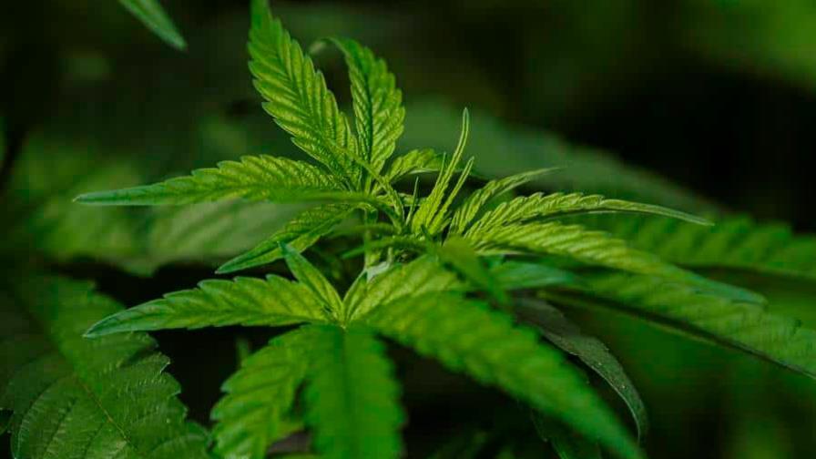 Panamá legaliza el uso medicinal y terapéutico del cannabis