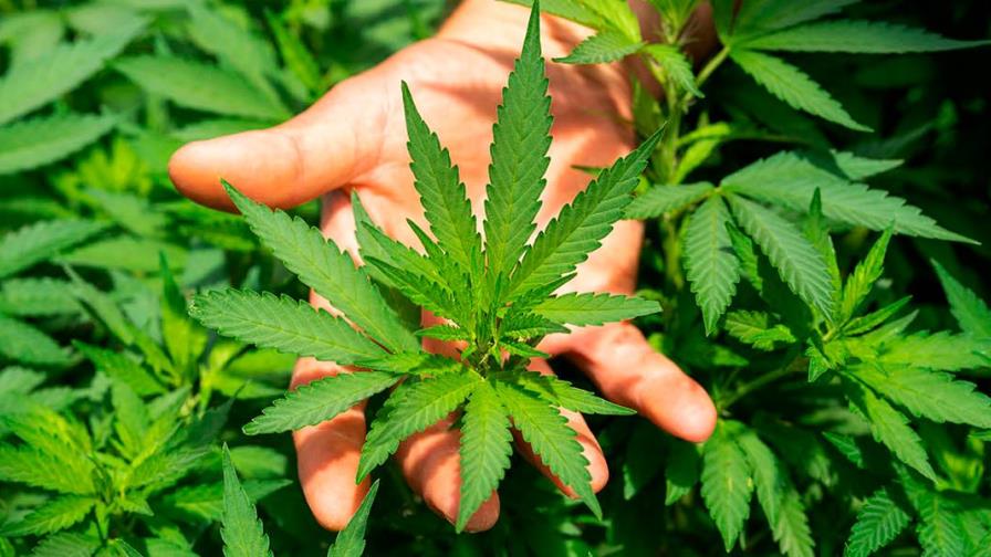 México a un paso de despenalizar marihuana recreativa, hito ante embate del narco