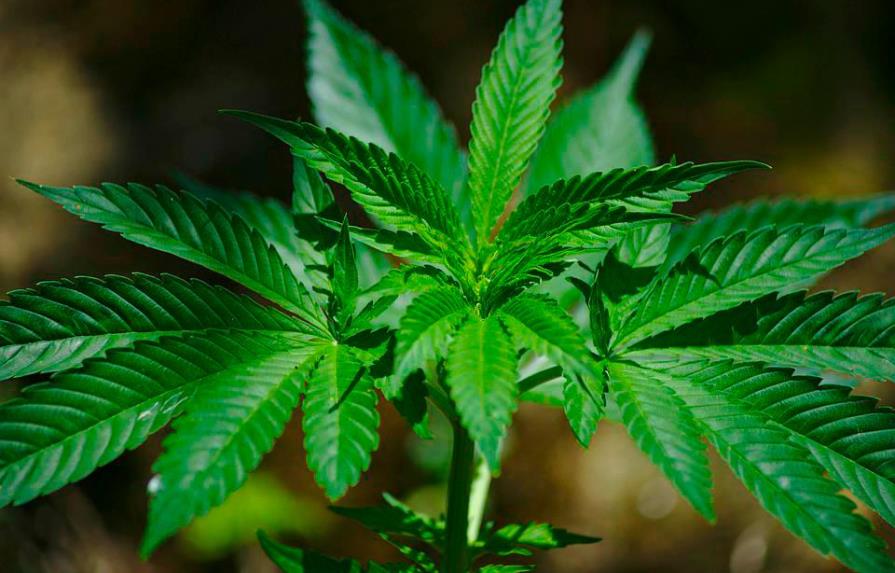 Francia abre la puerta a la legalización del cannabis para uso terapéutico