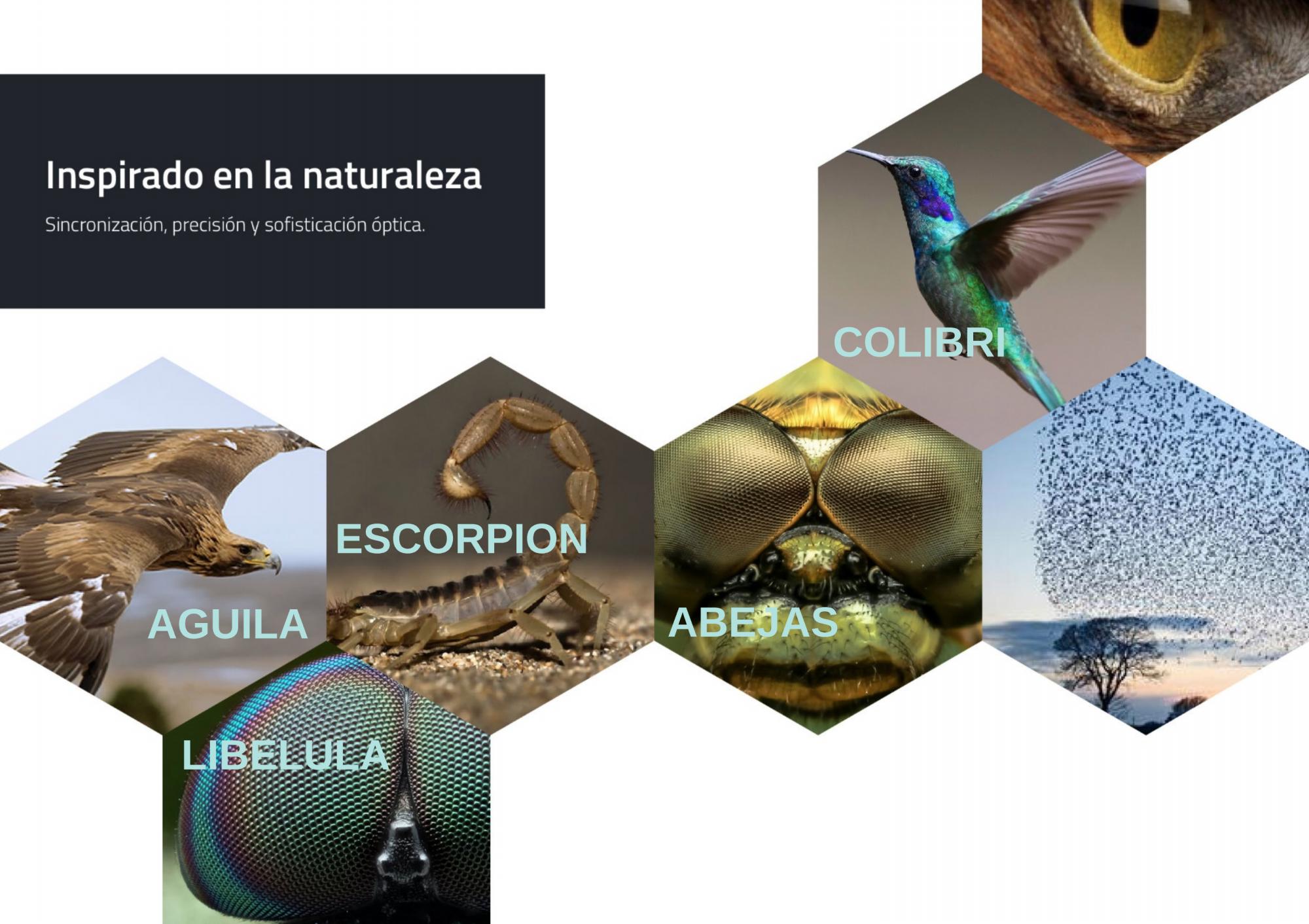 En estas especies se inspiró el proyecto.