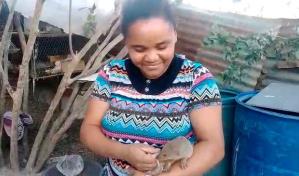 Video | Mujer tiene como mascota del hogar a un par de hurones en Hato Mayor