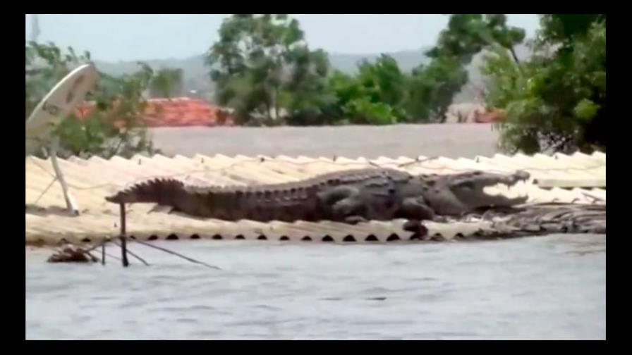 Cocodrilo descansa sobre el techo de una casa sumergida por inundaciones en la India Cocodrilo descansa sobre el techo de una casa sumergida por inundaciones en la India