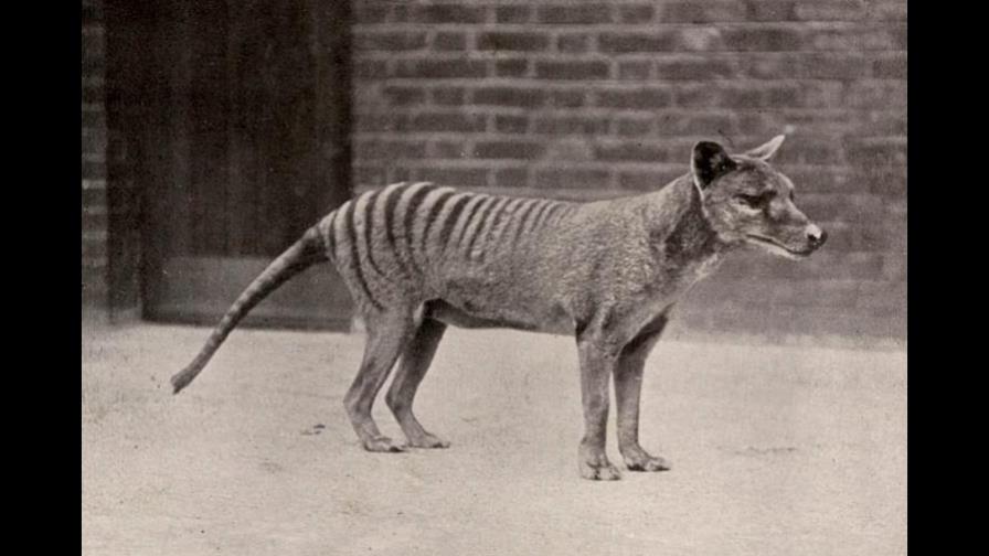 Un animal que se creía extinto desde hace 80 años fue visto en Tasmania