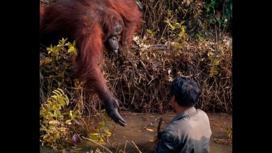 Viralizan foto de un orangután extendiendo la mano a un hombre Viralizan foto de un orangután extendiendo la mano a un hombre
