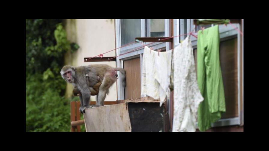 Miles de monos aterrorizan una ciudad turísitica en La India