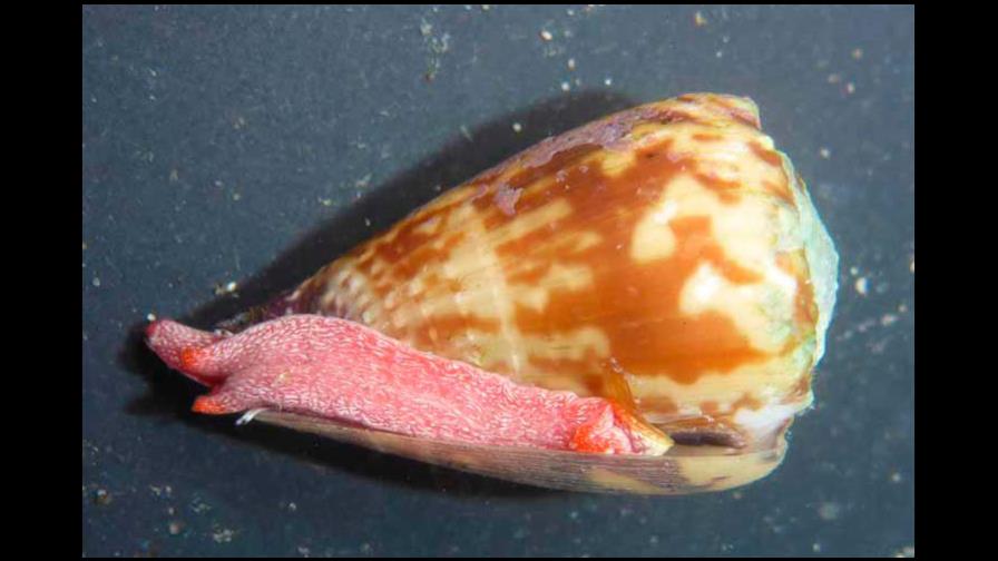 Estudio revela que el veneno de un caracol puede ayudar a tratar la malaria