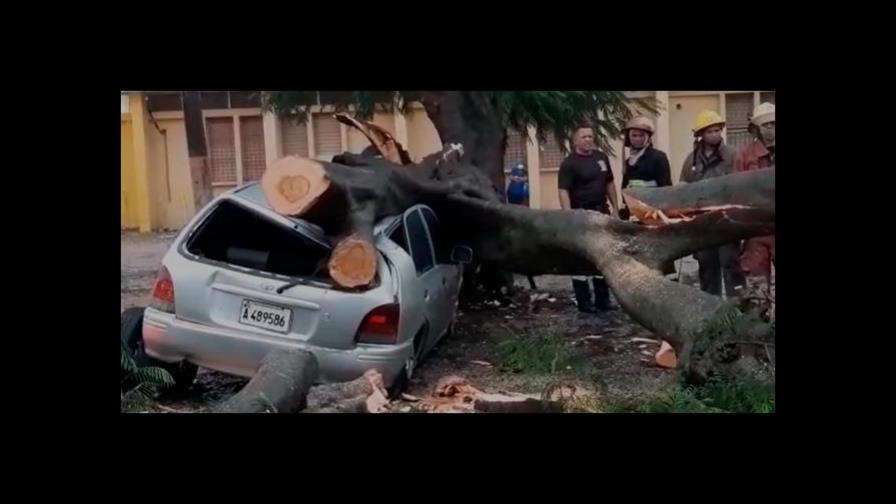 Video | Árbol aplasta carro de una doctora en el Hospital Darío Contreras 