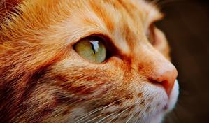 Los gatos tienen un par&aacute;sito que reduce el miedo y la ansiedad en ratones