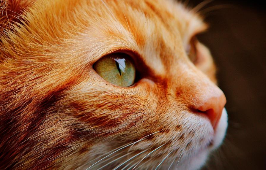 Los gatos tienen un parásito que reduce el miedo y la ansiedad en ratones
