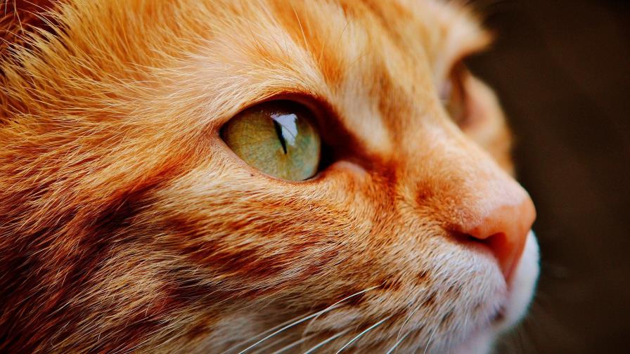 Los gatos tienen un parásito que reduce el miedo y la ansiedad en ratones Los gatos tienen un parásito que reduce el miedo y la ansiedad en ratones