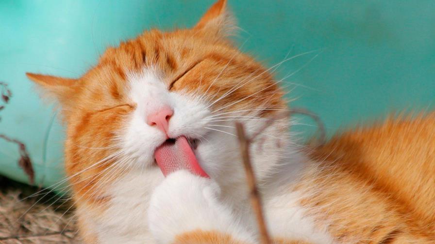 Un “gato migrante” sobrevive con su dueño a la travesía y estará en cuarentena en Italia