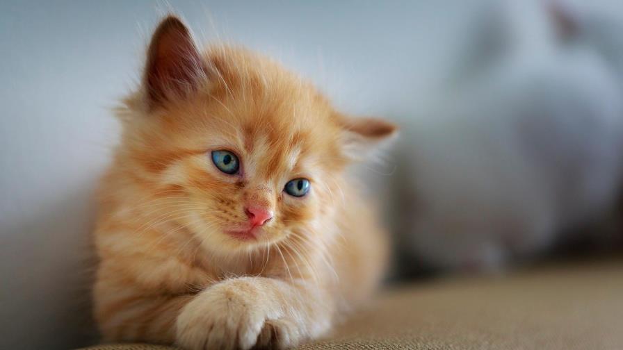 Crean una aplicación que interpreta los sentimientos de los gatos Crean una aplicación que interpreta los sentimientos de los gatos