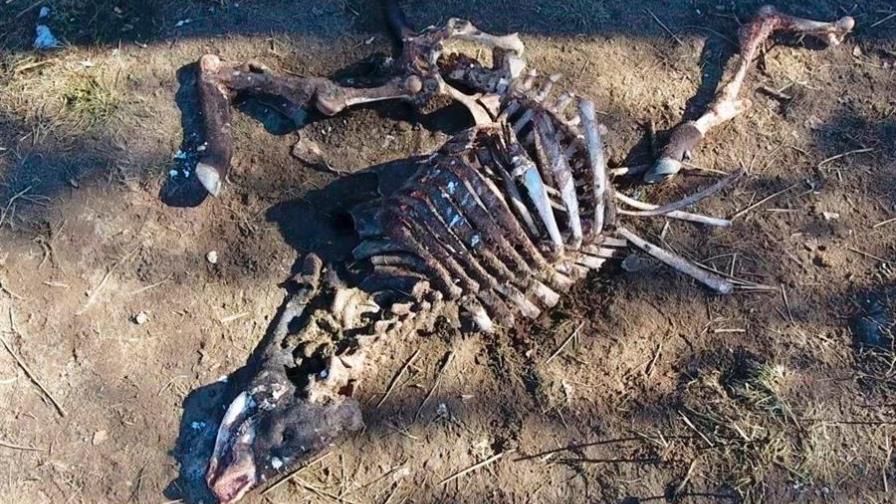 ¿Alienígenas o satanismo? La macabra mutilación de toros que inquieta en EEUU ¿Alienígenas o satanismo? La macabra mutilación de toros que inquieta en EEUU