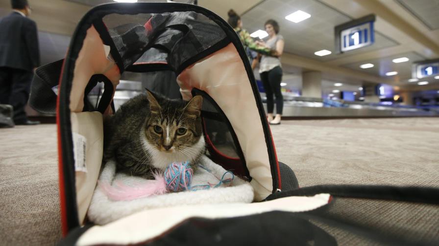 EEUU acota animales de apoyo emocional en aviones