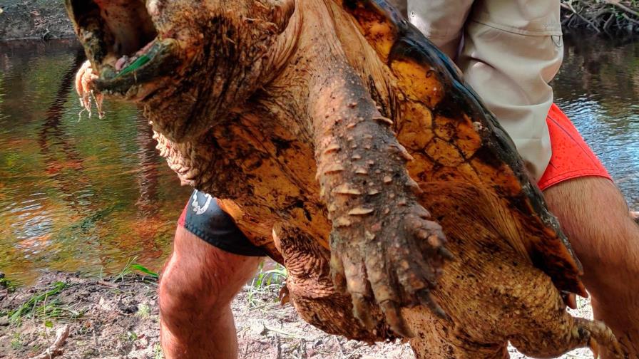 Hallan tres ejemplares de una rara especie de tortuga en Florida Hallan tres ejemplares de una rara especie de tortuga en Florida