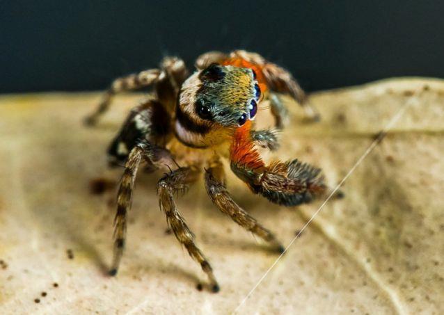 Descubren nuevas especies de arañas y una recibe el nombre Karl Lagarfeld
