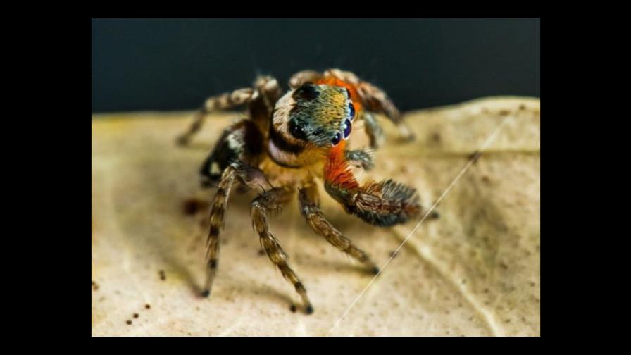Descubren nuevas especies de arañas y una recibe el nombre Karl Lagarfeld Descubren nuevas especies de arañas y una recibe el nombre Karl Lagarfeld