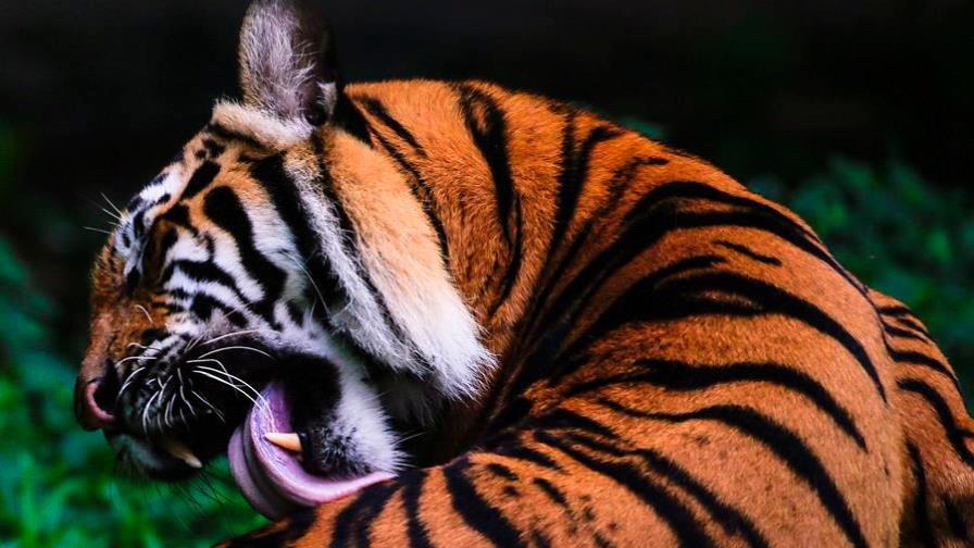 COVID-19 se extiende en Zoo del Bronx y ya hay 5 tigres y 3 leones afectados COVID-19 se extiende en Zoo del Bronx y ya hay 5 tigres y 3 leones afectados