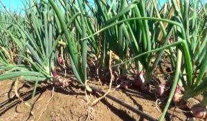Productores de San Juan destacan producción "colosal" de cebolla y habichuelas 