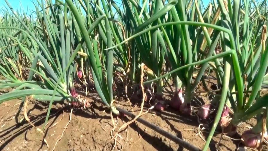 Productores de San Juan destacan producción “colosal” de cebolla y habichuelas 