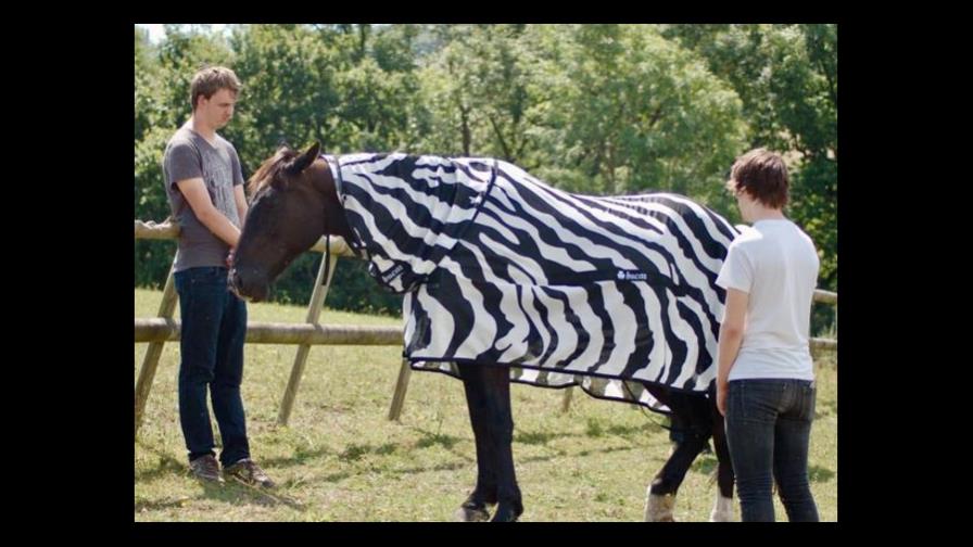 Estudio revela que las rayas de cebras ahuyentan a insectos Estudio revela que las rayas de cebras ahuyentan a insectos