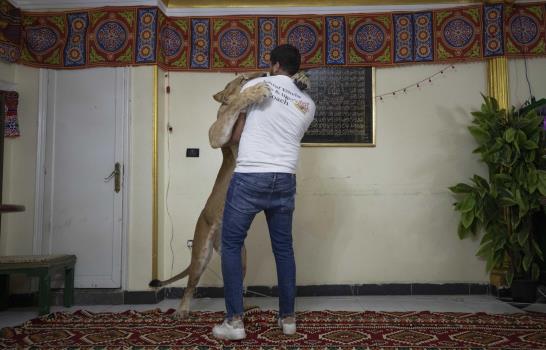 Entrenadores egipcios de leones montan actos desde casa
