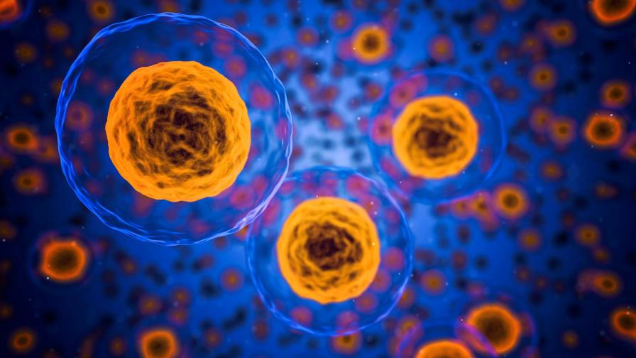 Células inmunitarias facilitan la capacidad invasora de tumores cerebrales