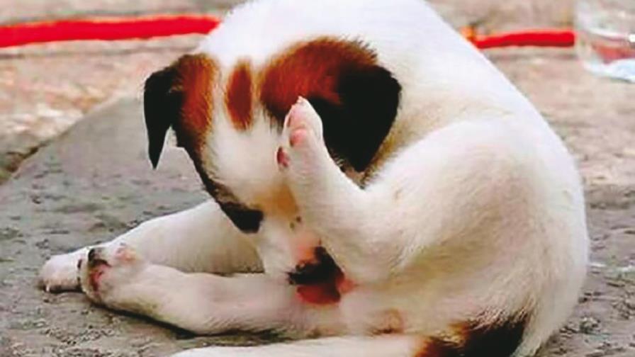 Qué hacer con la perrita en celo Qué hacer con la perrita en celo