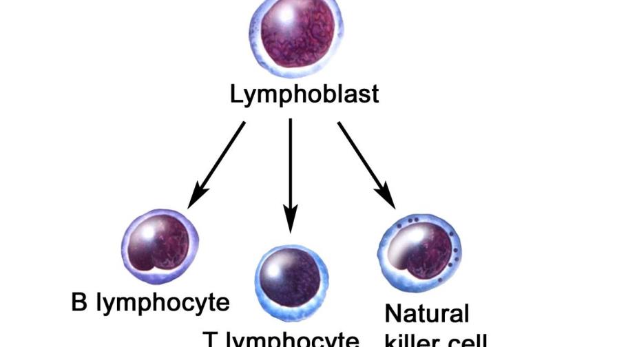 Activan células “natural asesinas” por nanopartículas que ayudan a eliminar el VIH