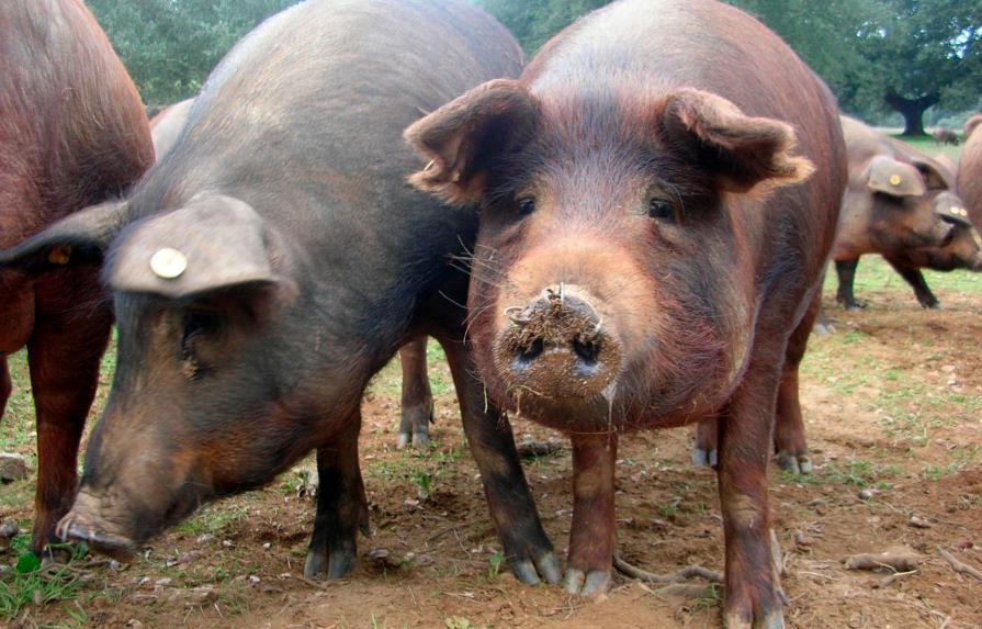 Autoridades aseguran población puede consumir carne de cerdo sin riesgos a la salud 