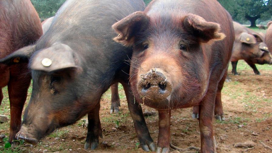 Autoridades aseguran población puede consumir carne de cerdo sin riesgos a la salud 