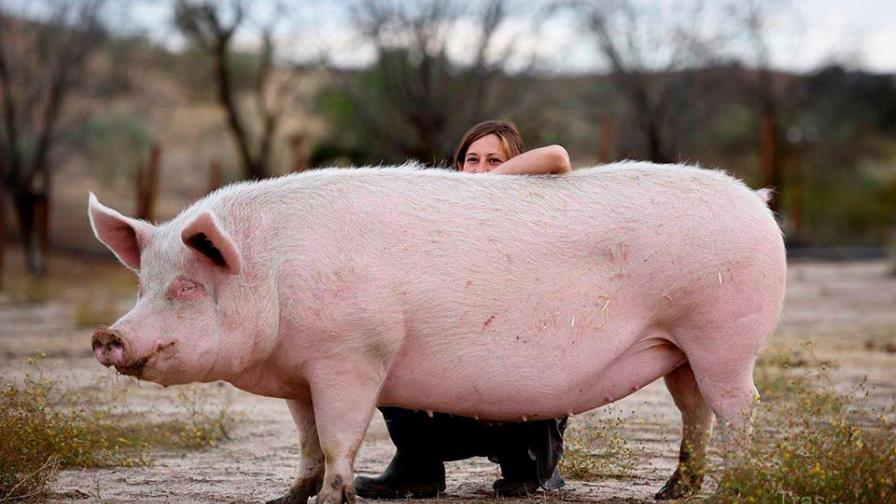 Alerta internacional por carne de cerdo contaminada de listeriosis