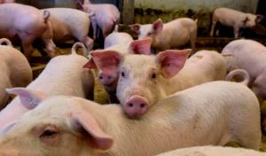 Gobierno garantiza carne de cerdo y pollo para Navidad 