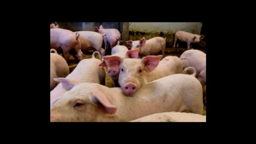 Gobierno garantiza carne de cerdo y pollo para Navidad Gobierno garantiza carne de cerdo y pollo para Navidad