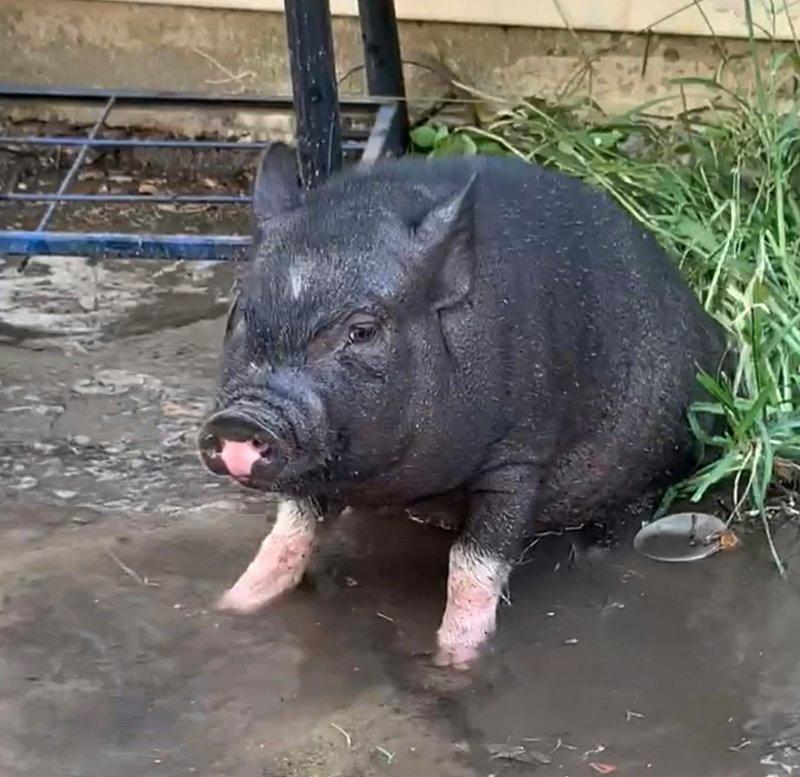 Cerdo vietnamita escapa de casa para ir a escuela en EEUU