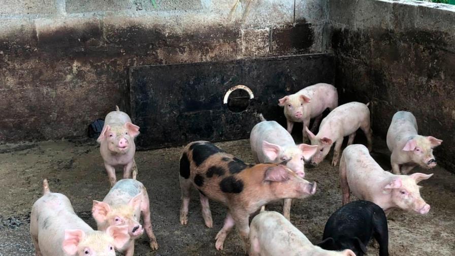 Agricultura elimina 303 cerdos por prevención de peste porcina en el Este 