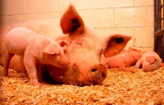 Productores de cerdos dominicanos al grito por las importaciones  