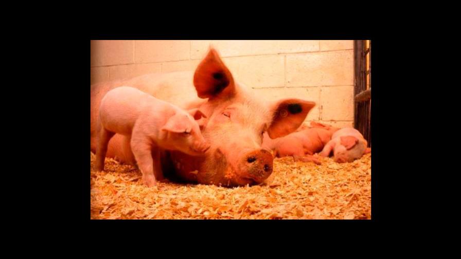 La FAO reitera peste porcina no daña la salud, aunque emite alerta