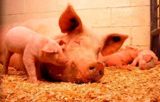 El consumo de cerdo en el país superó las 90,000 toneladas